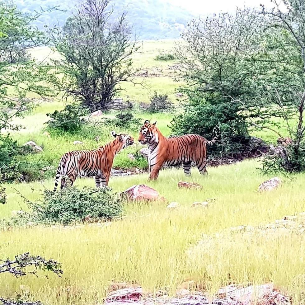 Travel Soul Bed & Breakfast Sawai Madhopur Bagian luar foto